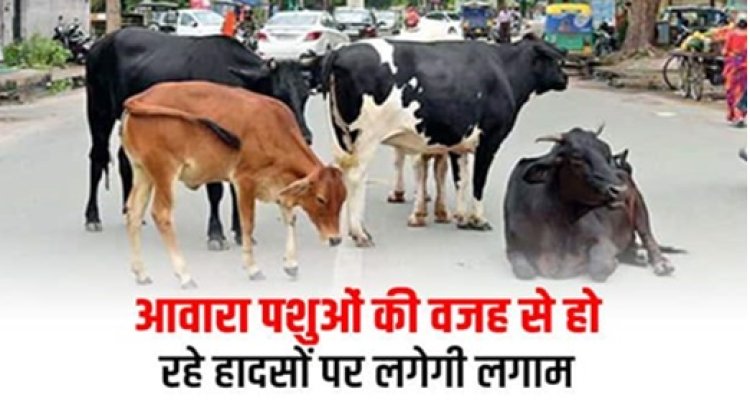 CG NEWS: अब आवारा पशुओं की वजह से रो रहे हादसों पर लगेगी लगाम, कलेक्टर ने विभाग को दिया निर्देश 