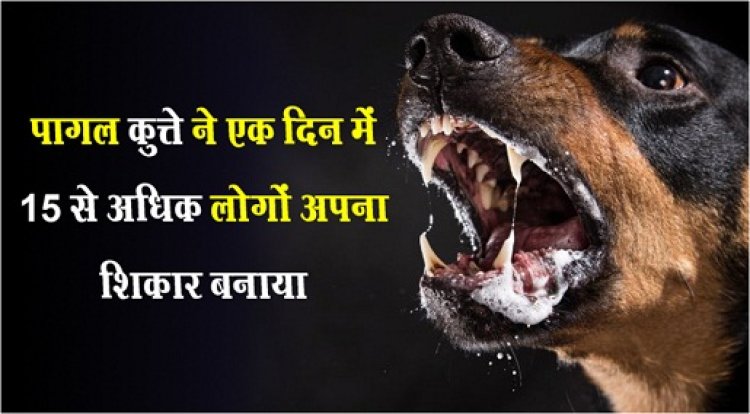 पागल कुत्ते ने एक दिन में 15 से अधिक लोगों अपना शिकार बनाया