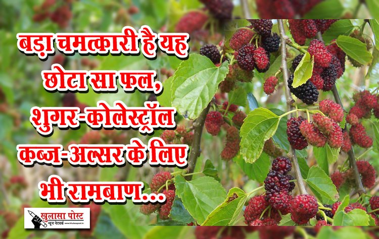 बड़ा चमत्कारी है यह छोटा सा फल, शुगर-कोलेस्ट्रॉल कब्ज-अल्सर के लिए भी रामबाण...