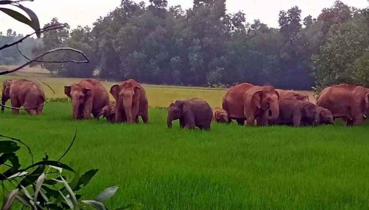 मैनपुर क्षेत्र में हाथियों का तांडव, झोपड़ियों को तोड़फोड़, सैकड़ों एकड़ फसल तबाह, लोग अब मकानों की छत पर रहने को मजबूर