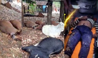 छत्तीसगढ़ में आंधी-तूफान का कहर, आकाशीय बिजली गिरने से 5 मवेशियों की मौत, इधर आसमानी कहर से बकरी चरवाहे की गई जान, इलाके में मातम