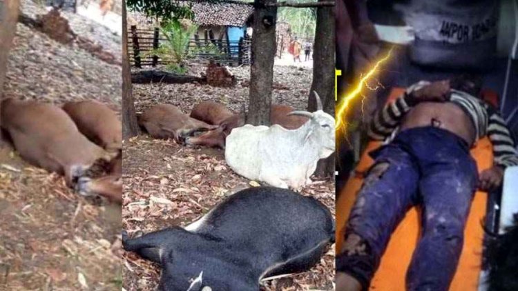 छत्तीसगढ़ में आंधी-तूफान का कहर, आकाशीय बिजली गिरने से 5 मवेशियों की मौत, इधर आसमानी कहर से बकरी चरवाहे की गई जान, इलाके में मातम