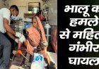तेंदूपत्ता संग्रहण के दौरान भालू का जानलेवा हमला, 60 वर्षीय बुजुर्ग महिला गंभीर रूप से घायल, अस्पताल में भर्ती, इलाज जारी, साथियों की सूझबूझ से बची जान