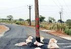 पीडब्ल्यूडी का अनूठा कारनामा, कबीरधाम जिले में  करोड़ों रुपये की लागत से बनी सड़क के बीच में खंभे और हैंडपंप, फोटो जमकर वायरल, ग्रामीणों में भारी आक्रोश