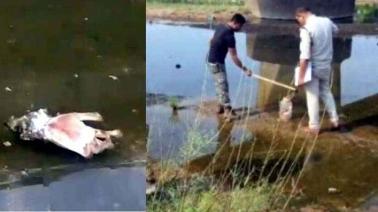 नदी में मिला अज्ञात व्यक्ति का कटा हुआ हाथ, इलाके में फैली सनसनी, बेरहमी से हत्या की आशंका, इलाके में फैली सनसनी, जांच में जुटी पुलिस, पूछताछ जारी