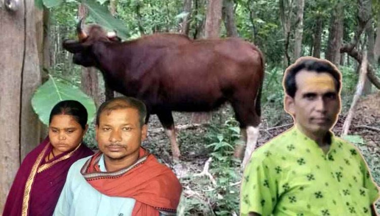 बायसन ने 3 ग्रामीणों पर किया जानलेवा हमला, युवक का फाड़ा पेट, हमले से 1 ग्रामीण की मौत, 2 महिलाएं घायल, तीन गांव में डर का माहौल