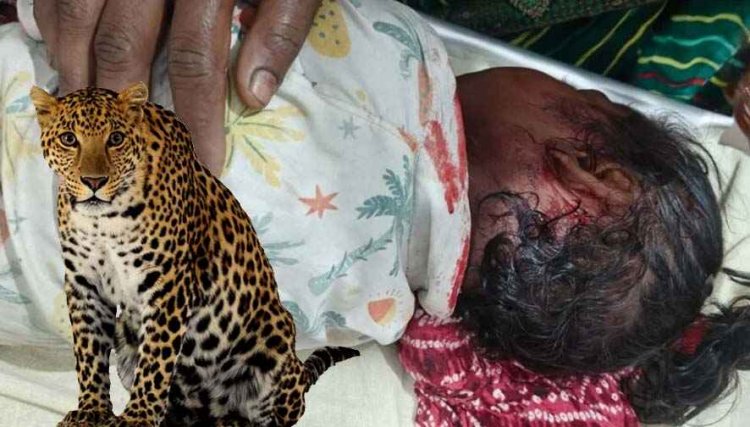 ​घर के आंगन से बच्ची को उठा ले गया तेंदुआ, तेंदुए के जबड़े से मासूम को खींच लाए माता-पिता, 24 घंटे में दूसरा शिकार, गरियाबंद में दहशत का माहौल