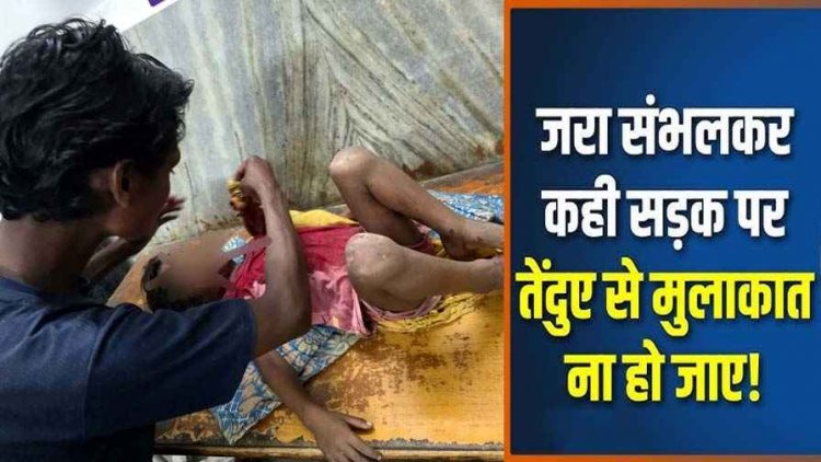 फिर लौटा खूंखार तेंदुआ, 5 दिन में तीसरा हमला, तालाब में नहा रही 6 साल की मासूम को बनाया निशाना, खट्टी गांव में दहशत, गर्दन पर तेंदुए के दांत के निशान