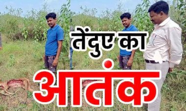 बहेराबुड़ा में तेंदुए का आतंक, आधी रात घर के बाड़े से बछड़े को उठाकर बनाया शिकार, इलाके में दहशत का माहौल, वन विभाग ने जारी किया एलर्ट