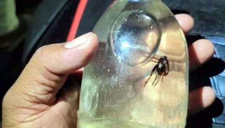 सील पैक शराब की बोतल में निकला कीड़ा, आबकारी विभाग से कार्रवाई की मांग, 10 दिनों में दूसरा मामला, वीडियो सोशल मीडिया पर जमकर वायरल