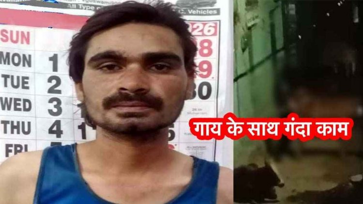 गाय के साथ अप्राकृतिक कृत्य, वीडियो वायरल, इलाके में तनाव और आक्रोश का माहौल, पुलिस ने आरोपी उपेन्द्र गिरफ्तार कर भेजा जेल