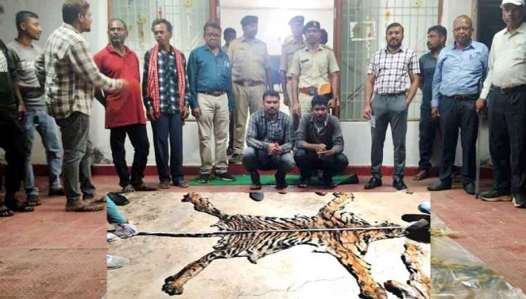बाघ खाल तस्करी मामले में वन विभाग की बड़ी प्रशासनिक कार्रवाई, पासेवाड़ा रेंजर, डिप्टी रेंजर और बीट गार्ड सस्पेंड, 7 आरोपी भेजे गए जेल