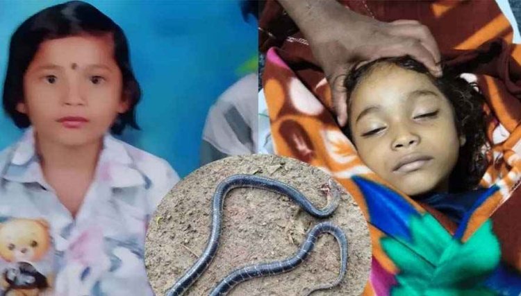 खाट पर सो रही 8 साल की बच्ची, आधी रात करैत सांप बनकर पहुंचा 'यमराज' का दूत, फिर जो हुआ जानकर फट जाएगा कलेजा!, गांव में पसरा मातम