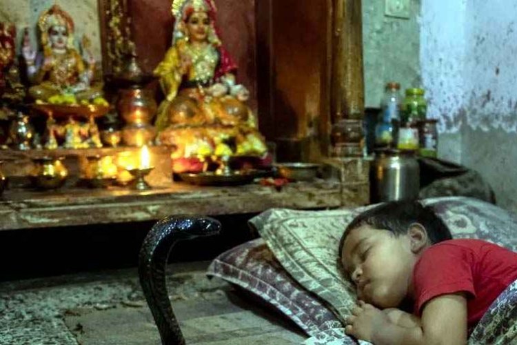 पूजा घर में दादी और बहन के साथ सो रहे 3 साल का मासूम को जहरीले करैत ने डसा, अस्पताल पहुंचने से पहले टूट गई सांस, लाठी&डंडे लेकर सांप की तलाश शुरू