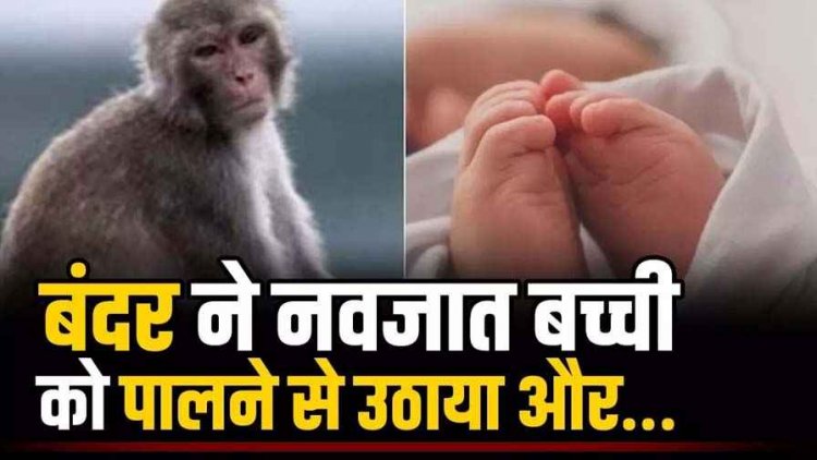 बंदर ने 5 महीने की नवजात बच्ची को पालने से उठाया और मासूम को पानी भरे नीले ड्रम में डाला, हालत नाजुक, इलाज जारी, उत्पात से गांव में दहशत का माहौल