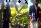 जंगल में साड़ी के एक ही फंदे पर लटकी मिली युवक-युवती की लाश, प्रेम प्रसंग में आत्महत्या की आशंका, गांव में शोक का माहौल, जांच में जुटी पुलिस
