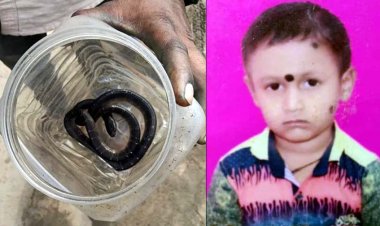 नयापारा में करैत सांप ने सोते समय 10 वर्षीय छात्र को डसा, इलाज के दौरान मासूम बच्चे की मौत, परिवार में पसरा मातम, 2 महीने में सर्पदंश के 46 मामले आए सामने
