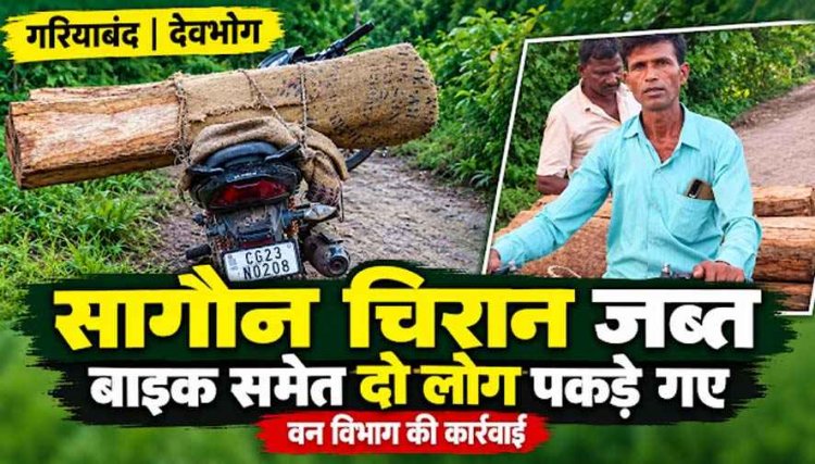 सागौन चिरान का अवैध परिवहन करते गश्त के दौरान पकड़े गए दो लोग, दस्तावेज नहीं दिखा सके तो बाइक समेत लकड़ी जब्त, वन विभाग ने की कार्रवाई