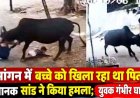 आवारा खूंखार सांड का आतंक, महिला समेत 15 लोगों पर हमला, बच्चे को गोद में लिए बुजुर्ग को दौड़ा-दौड़ाकर मारा, गंभीर घायल, मची अफरा-तफरी