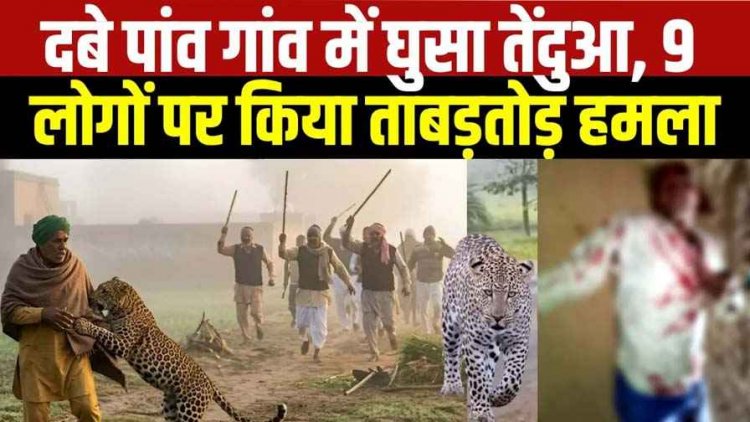 धमतरी के नगरी-सिहावा में तेंदुए का आतंक, 9 लोगों को घायल करने के बाद ग्रामीण तेजलाल यादव पर जानलेवा हमला, ग्रामीणों में दहशत का माहौल