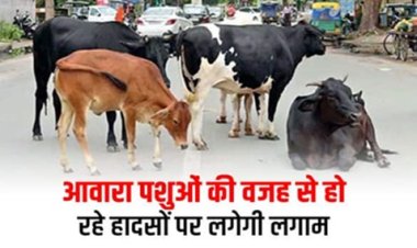 CG NEWS: अब आवारा पशुओं की वजह से रो रहे हादसों पर लगेगी लगाम, कलेक्टर ने विभाग को दिया निर्देश 