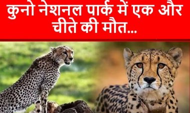 Madhya Pradesh: कुनो नेशनल पार्क में एक और चीते की मौत