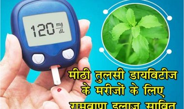Health News : मीठी तुलसी (स्टेविया) डायबिटीज के मरीजों के लिए रामबाण इलाज साबित