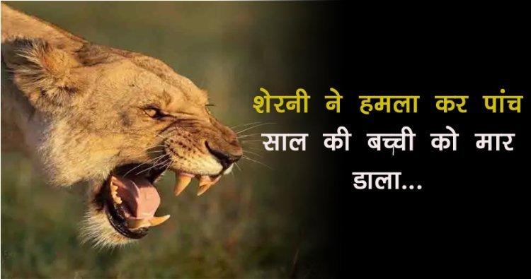 पांच साल की बच्ची की शव मिलने से फैली सनसनी, शेरनी ने हमला कर मार डाला