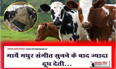 New Experiment : गायें मधुर संगीत सुनने के बाद ज्यादा दूध देती...