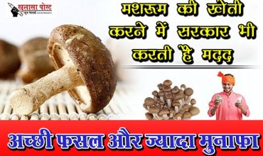 मशरूम की खेती करने में सरकार भी करती है मदद...