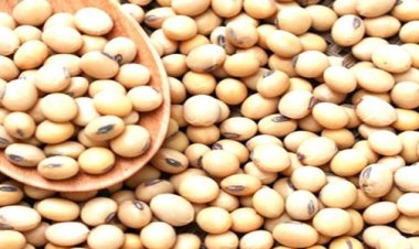 मटन-चिकन और मछली पर भी भारी है शाकाहारियों का ये आइटम