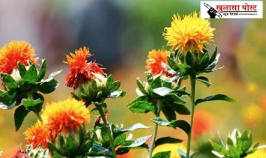 बेहद नायाब फूल; चीन ने बनाई कैंसर-हार्ट की दवा, तेल बीमारियों के लिए रामबाण!