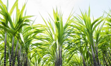 इस 10 फीट लंबी घास का जूस बेहद चमत्कारी, शरीर में डाल देगा घोड़े जैसी ताकत !