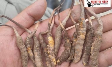 कीड़े से निकलती है यह खास जड़ी, ताकत का खजाना, सोने से भी महंगी, विदेशों तक मांग