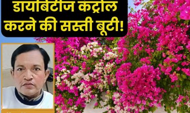 गंभीर बीमारियों का सस्ता इलाज है ये पौधा, डायबिटीज के लिए रामबाण इलाज