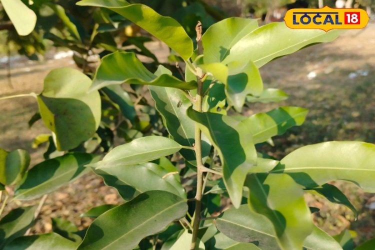 बीमारियों के काल हैं यह फल और पौधे, लिवर इंफेक्शन समेत कई रोगों में रामबाण