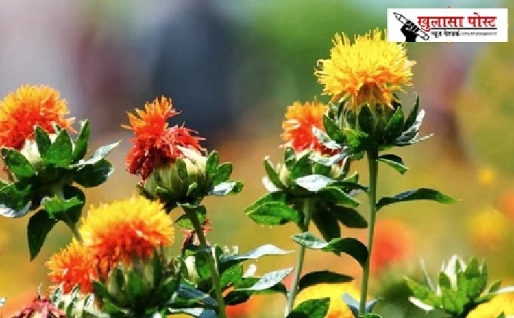 बेहद नायाब फूल; चीन ने बनाई कैंसर-हार्ट की दवा, तेल बीमारियों के लिए रामबाण!