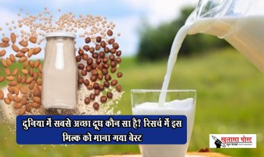 Dairy Milk Vs Plant Milk : दुनिया में सबसे अच्छा दूध कौन सा है? रिसर्च में इस मिल्क को माना गया बेस्ट