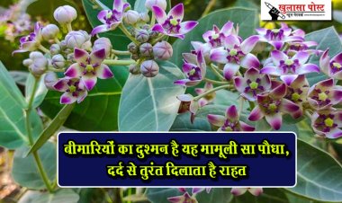 बीमारियों का दुश्मन है यह मामूली सा पौधा, दर्द से तुरंत दिलाता है राहत