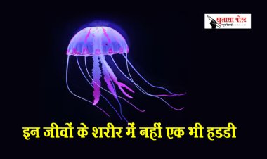 इन जीवों के शरीर में नहीं एक भी हडडी