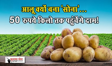 आलू क्‍यों बना 'सोना'... 50 रुपये किलो तक पहुंचेंगे दाम!
