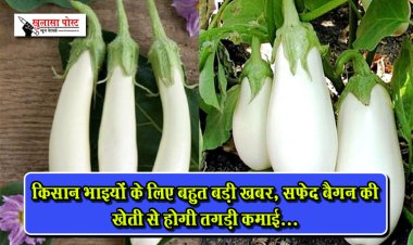 किसान भाइयों के लिए बहुत बड़ी खबर, सफ़ेद बैगन की खेती से होगी तगड़ी कमाई...