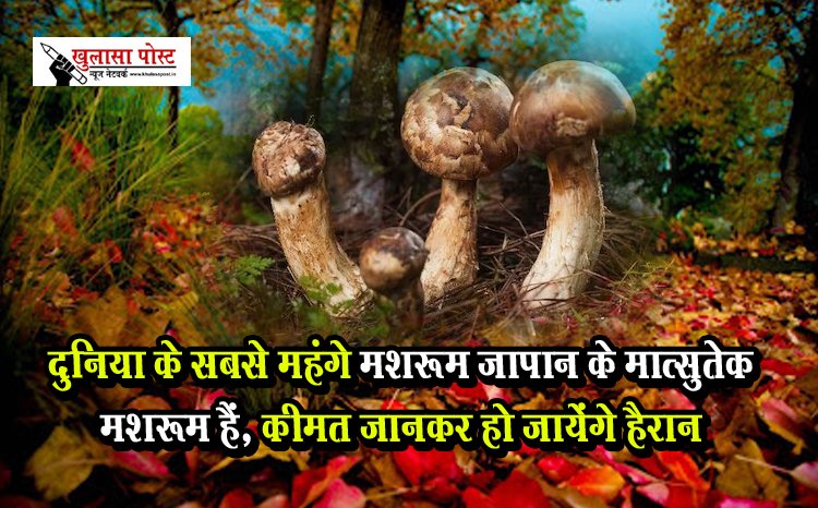 दुनिया के सबसे महंगे मशरूम जापान के मात्सुतेक मशरूम हैं, कीमत जानकर हो जायेंगे हैरान
