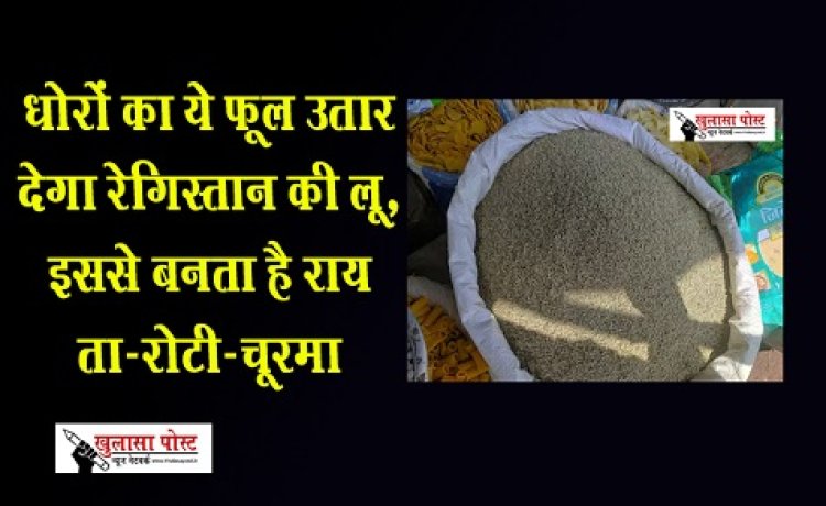 धोरों का ये फूल उतार देगा रेगिस्तान की लू, इससे बनता है रायता-रोटी-चूरमा