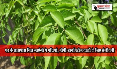 घर के आसपास मिल जाएंगी ये पत्तियां, बीपी-डायबिटीज वालों के लिए संजीवनी