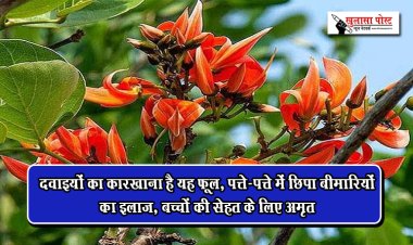 दवाइयों का कारखाना है यह फूल, पत्ते-पत्ते में छिपा बीमारियों का इलाज, बच्चों की सेहत के लिए अमृत