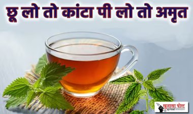 इस प्लांट की पत्तियों छूएंगे तो लगेगा बिच्छू वाला डंक, इसकी चाय है सेहत के लिए संजीवनी...