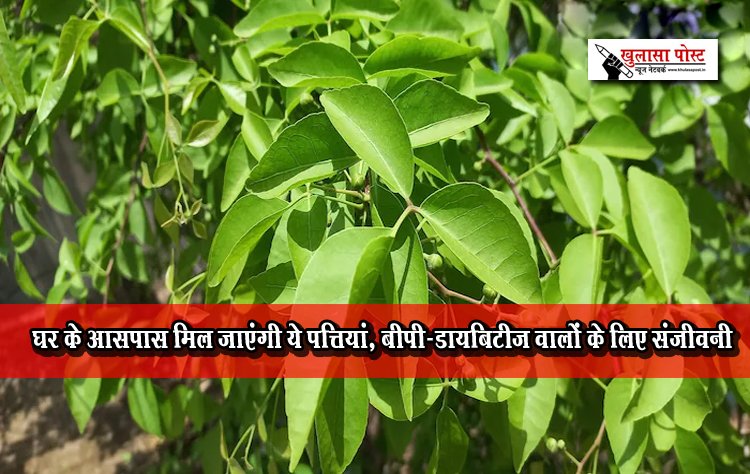 घर के आसपास मिल जाएंगी ये पत्तियां, बीपी-डायबिटीज वालों के लिए संजीवनी
