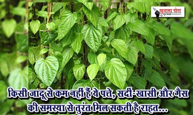 किसी जादू से कम नहीं हैं ये पत्ते, सर्दी-खासी और गैस की समस्या से तुरंत मिल सकती है राहत...