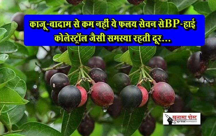 काजू-बादाम से कम नहीं ये फल; सेवन से BP-हाई कोलेस्ट्रॉल जैसी समस्या रहती दूर...
